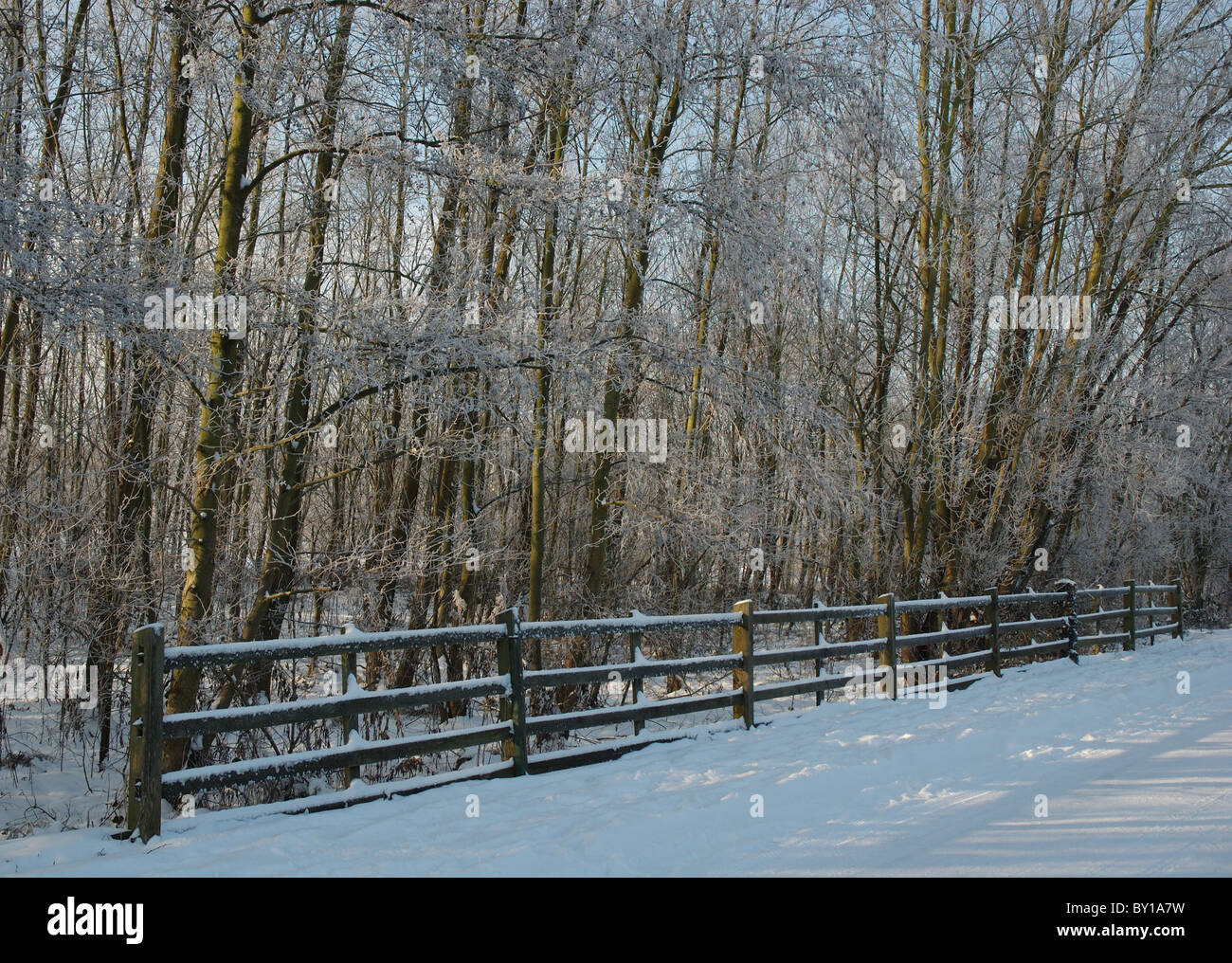 Inverno alberi, Leicestershire, England, Regno Unito Foto Stock