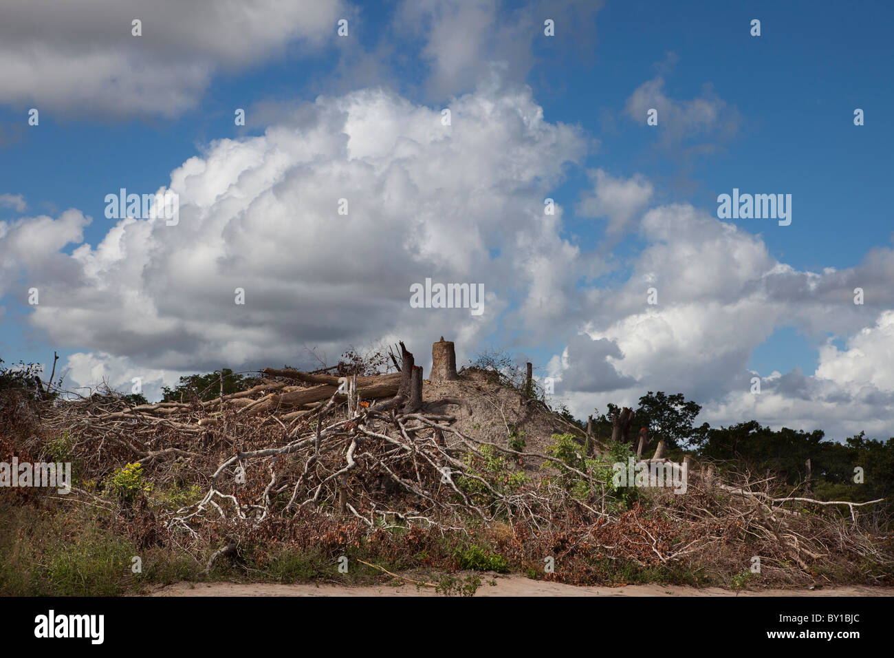 MECATI FORESTA, Mozambico, Maggio 2010 : foresta una chiara definizione di nuovi terreni agricoli. Foto di Mike Goldwater Foto Stock