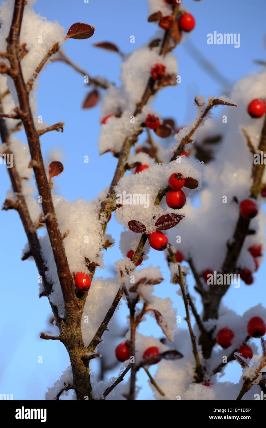 Neve tenuto in un arbusto con bacche rosse Pyrocanthus Foto Stock