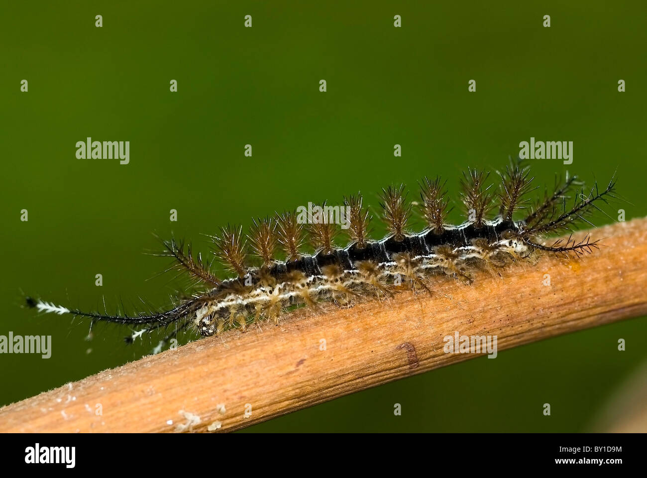 Caterpillar Hylesia 'continua' dal Costa Rica" Foto Stock