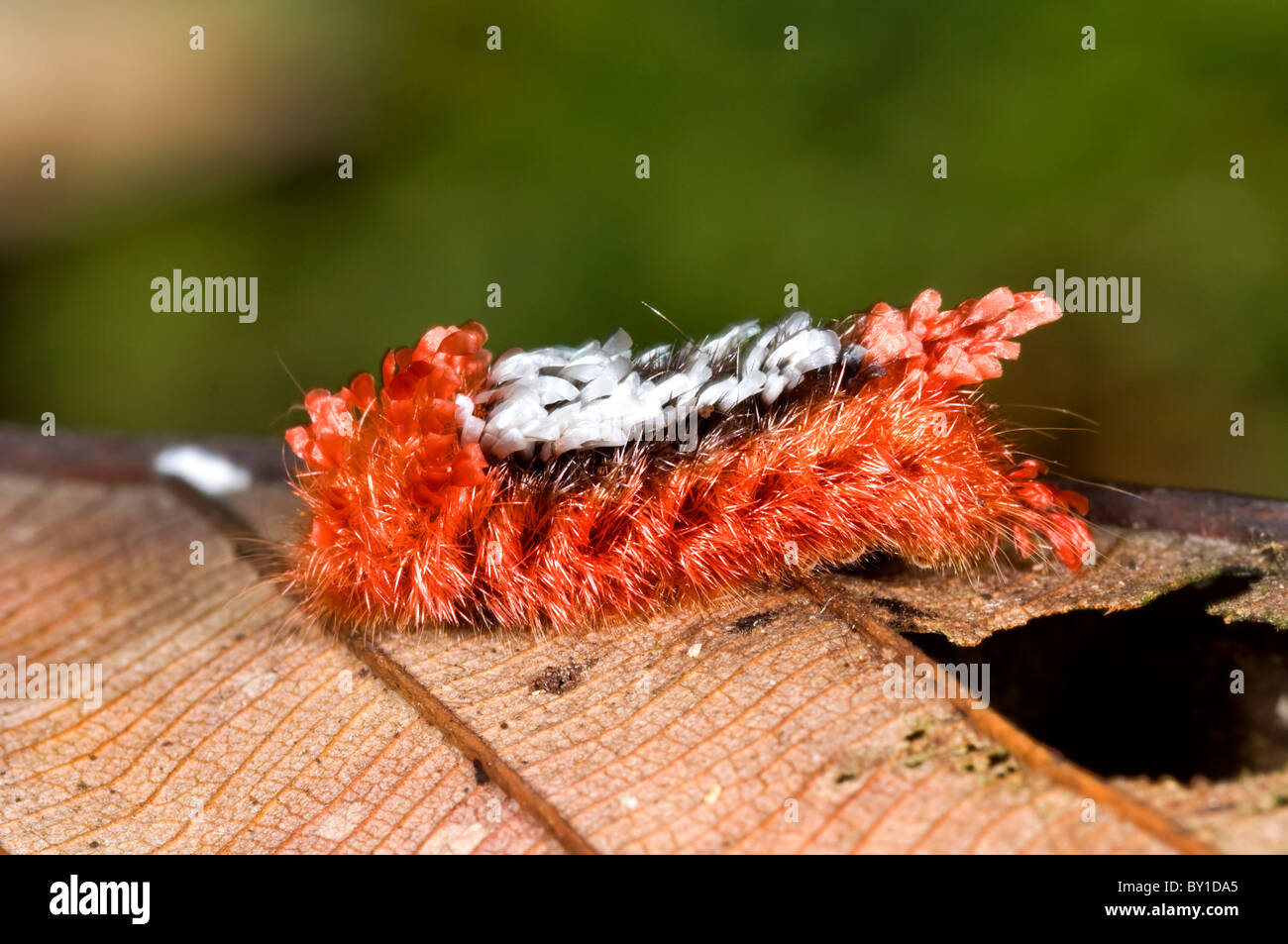 Colorato Tarchon felderi caterpillar da ecuador's rainforest Foto Stock