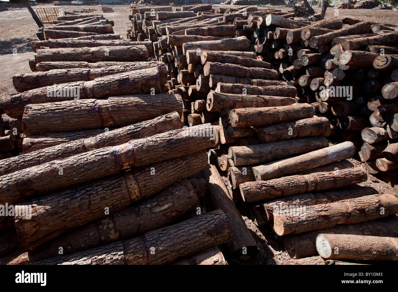 NAMPULA, Mozambico, Maggio 2010 : il deposito di legname di legno verde, un cinese di proprietà di concessione di legname che sono in possesso di una licenza per operare Foto Stock