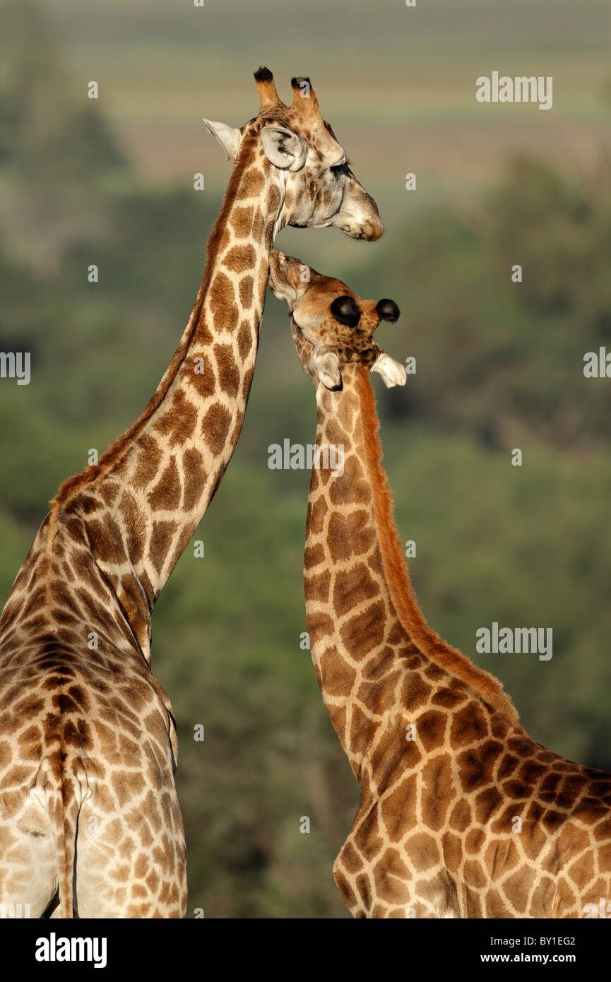 Interazione tra due giraffe (Giraffa camelopardalis), Sud Africa Foto Stock