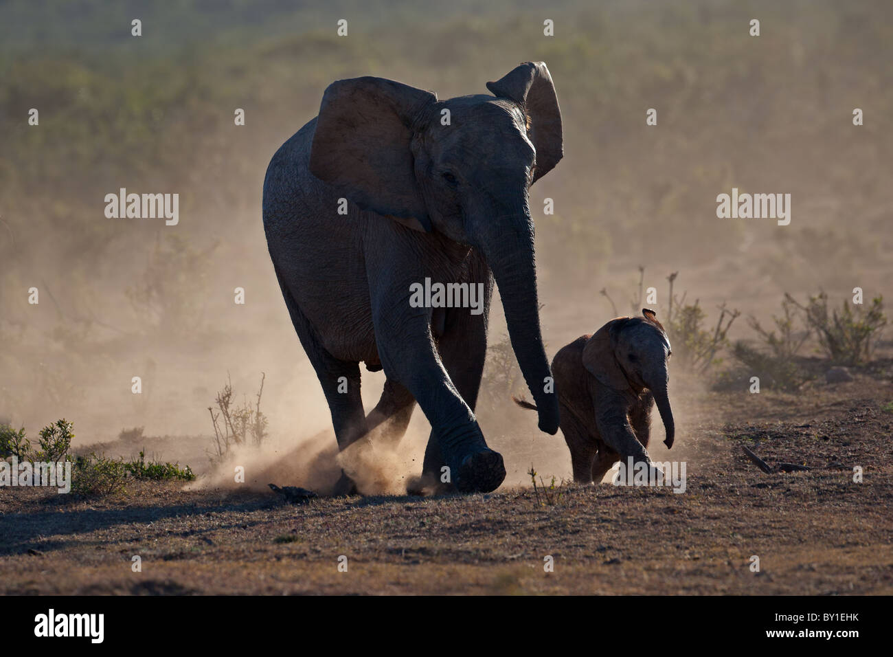 Elefante africano mucca con vitello (Loxodonta africana) profilarsi in polvere, Addo Elephant Park, Sud Africa Foto Stock