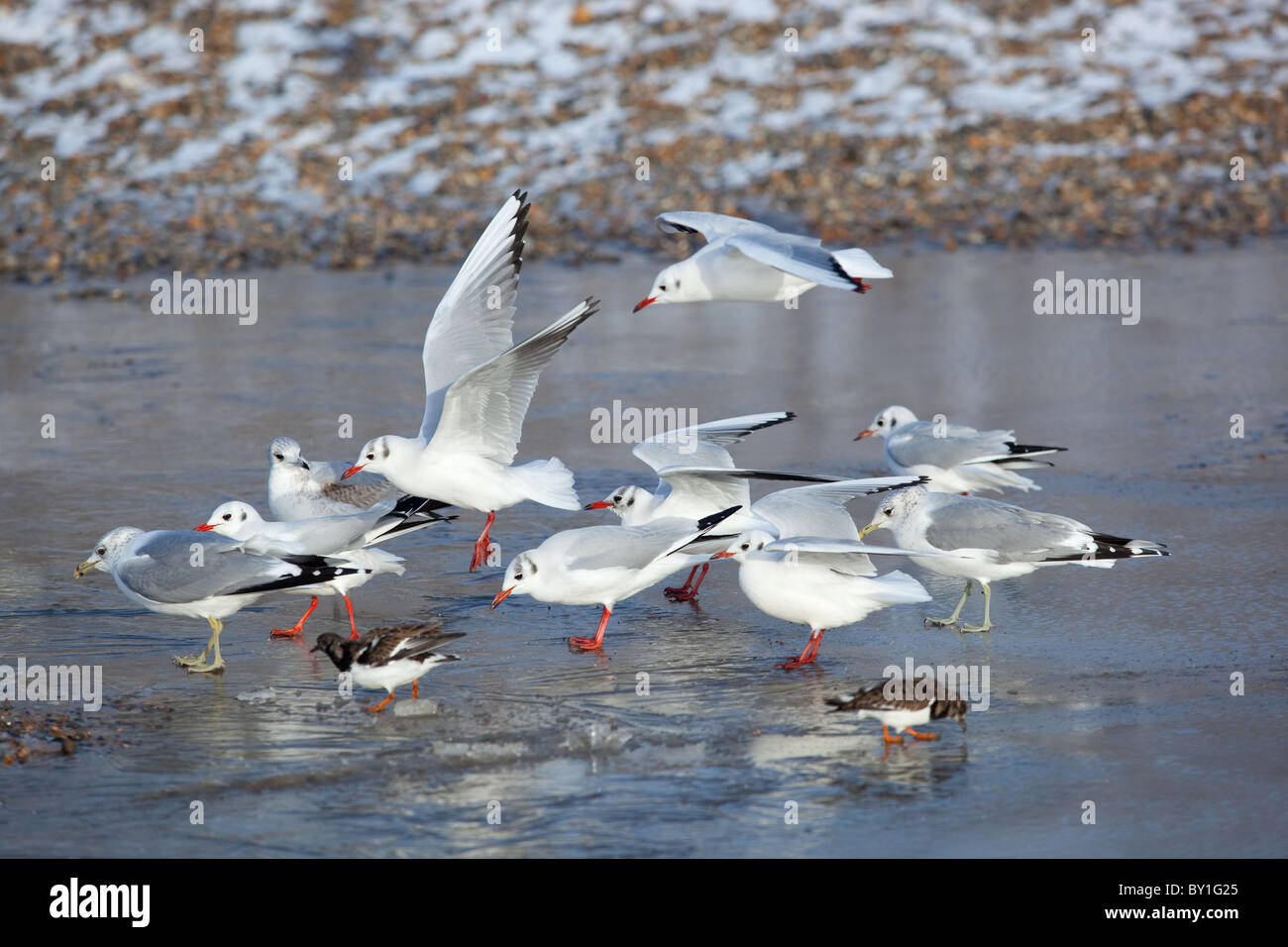 Gabbiano comune, nero guidato i gabbiani & Turnstones in inverno Foto Stock