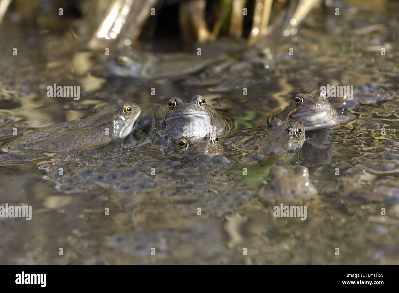 Rana comune (Rana temporaria) gruppo di maschi femmine in attesa in corrispondenza della superficie dell'acqua tra i grappoli di uova Foto Stock