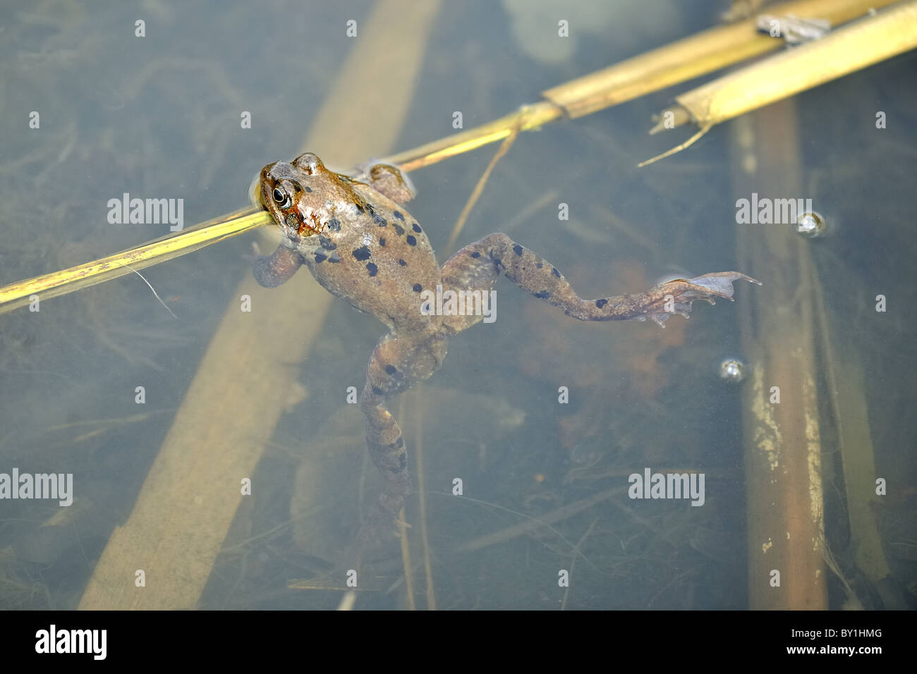 Rana comune (Rana temporaria) maschio femmina in attesa in corrispondenza della superficie dell'acqua Foto Stock