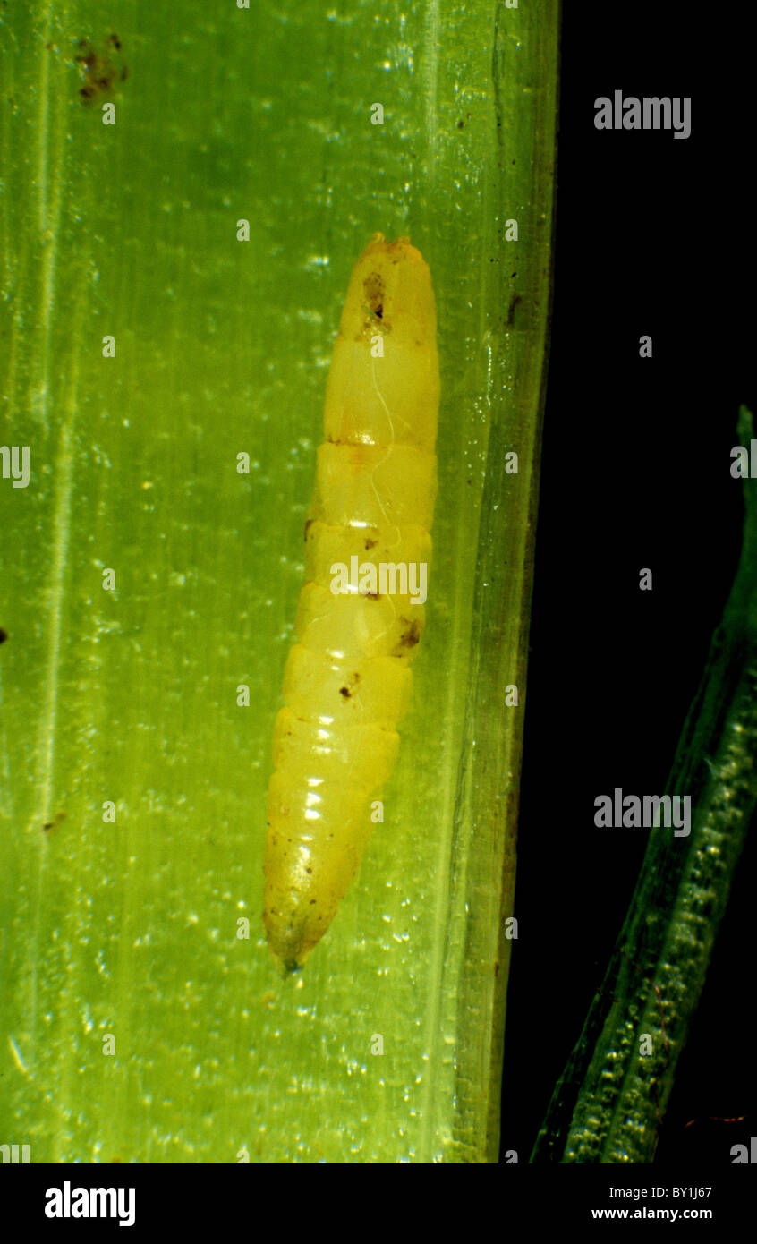 Fly fritta (Oscinella frit) larva in una di loglio (Lolium sp.) gambo Foto Stock