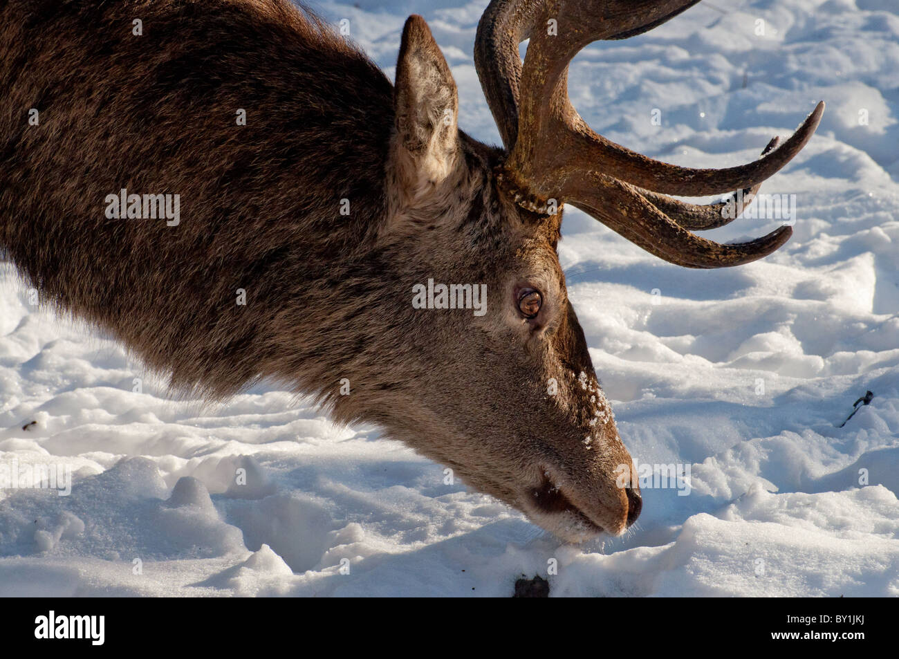 Un close-up di un maschio di cervi rossi. Foto Stock