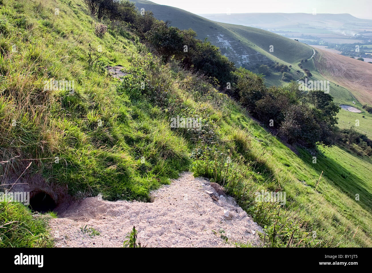 Coniglio warren sulla South Downs vicino a Wilmington lungo l'uomo guarda verso Firle Beacon Foto Stock