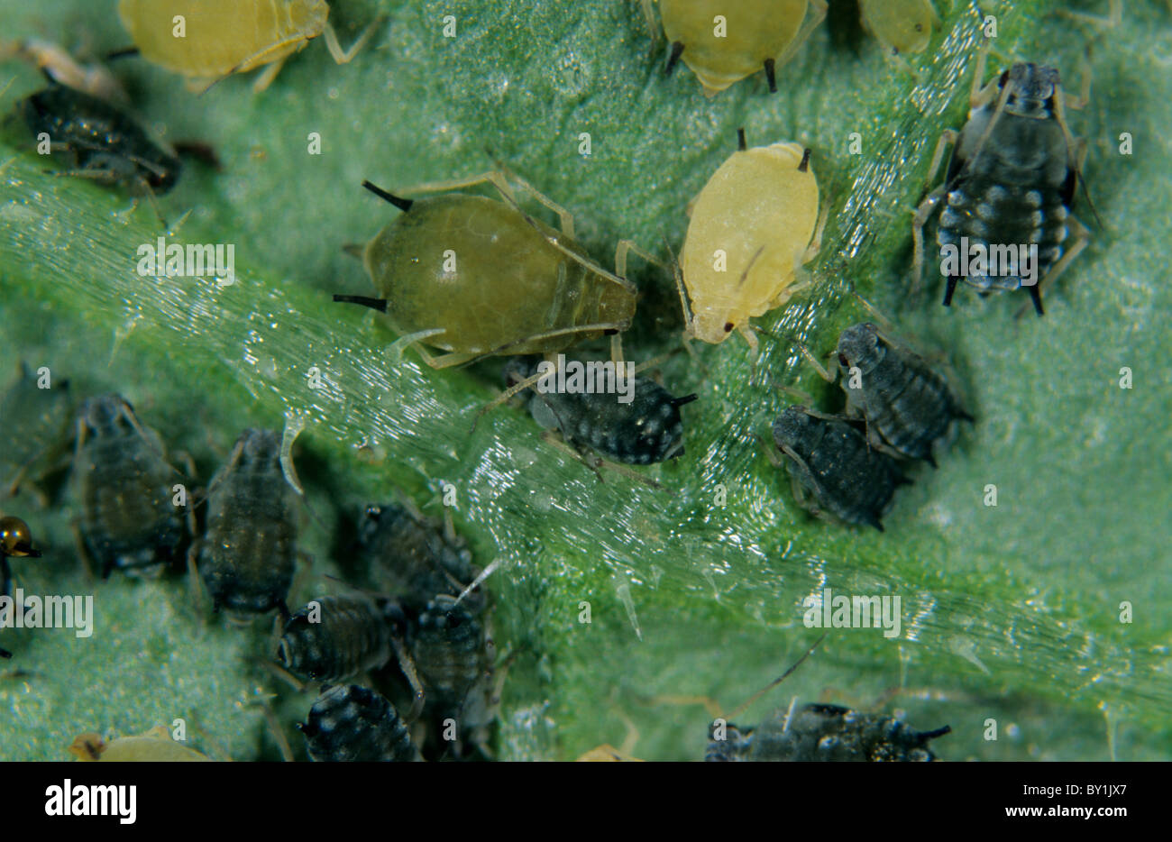 Afide del cotone (Aphis gossypii) infestazione su una foglia di cetriolo Foto Stock