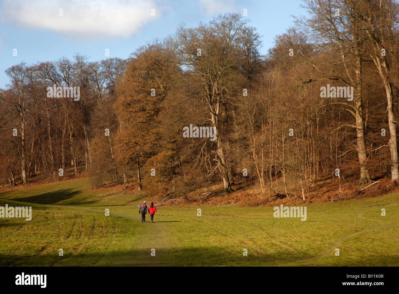 La Golden Valley in inverno Ashridge Hertfordshire Foto Stock