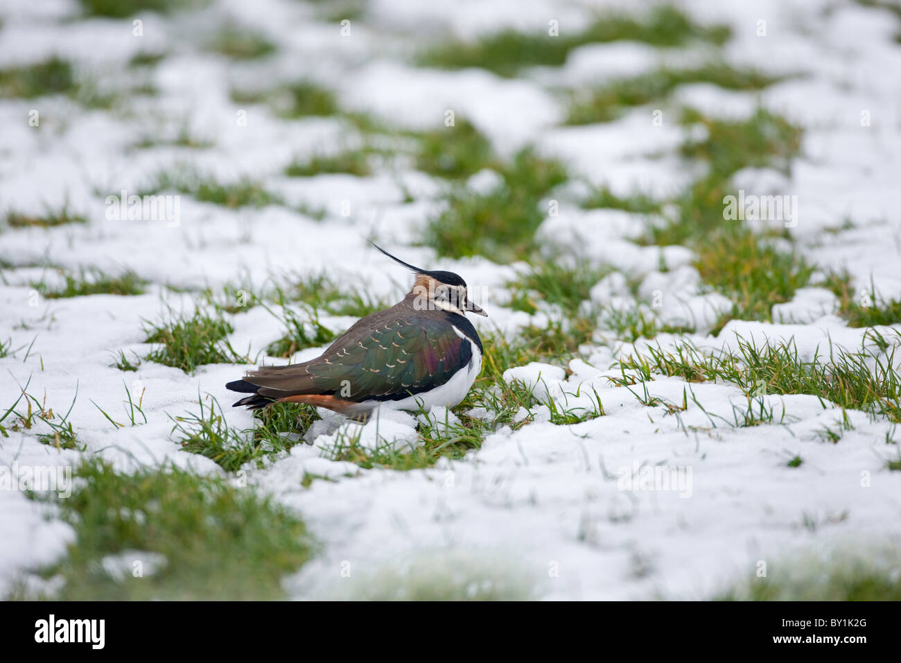 Pavoncella Vanellus vanellus in inverno la neve Foto Stock