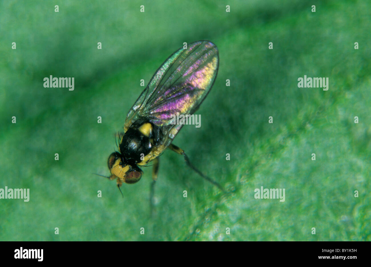 Leafrminer sudamericano (Liriomyza huidobrensis) adulto vola su una foglia di pomodoro Foto Stock