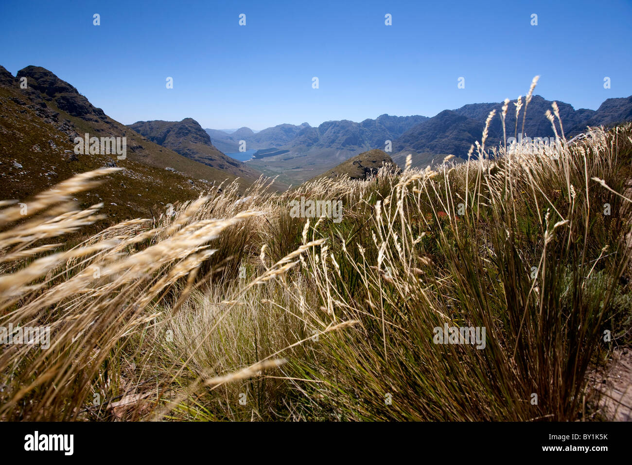 Sud Africa, Franschhoek. Una vista attraverso le erbe lunghe del Fynbos di Mont Rochelle riserva naturale vicino a Franschhoek. Foto Stock