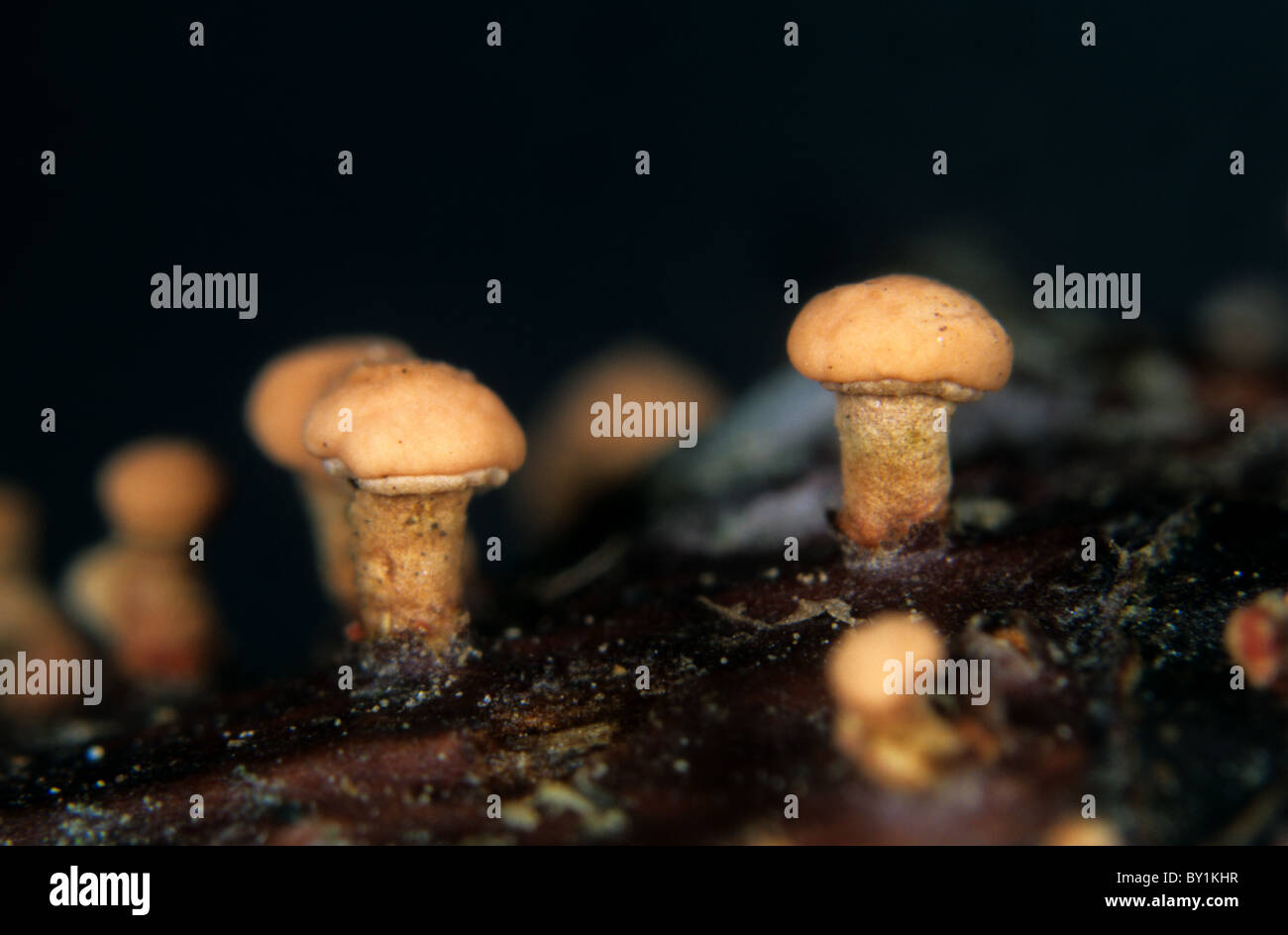 Coral spot (Nectria cinnabarina) corpi fruttiferi su legno morto Foto Stock