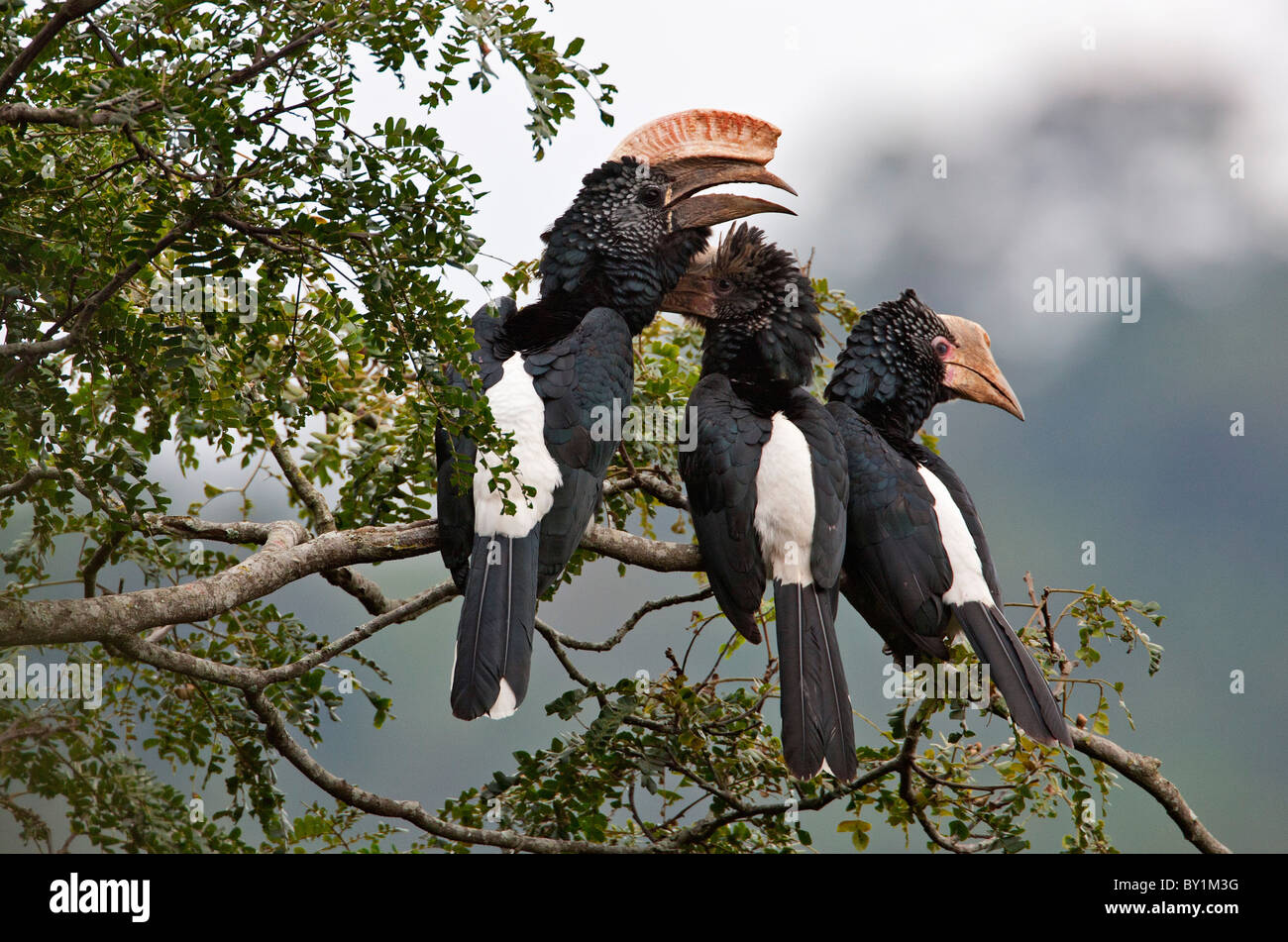 Argentea-cheeked Hornbills nell'arco occidentale dei monti Usambara vicino a Lushoto. Foto Stock