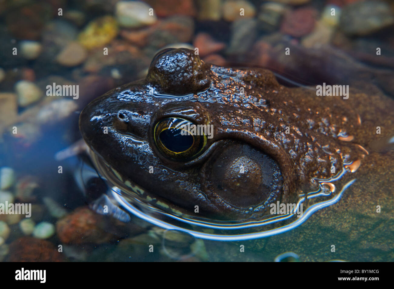 Close-up di un Bullfrog in acqua. Foto Stock
