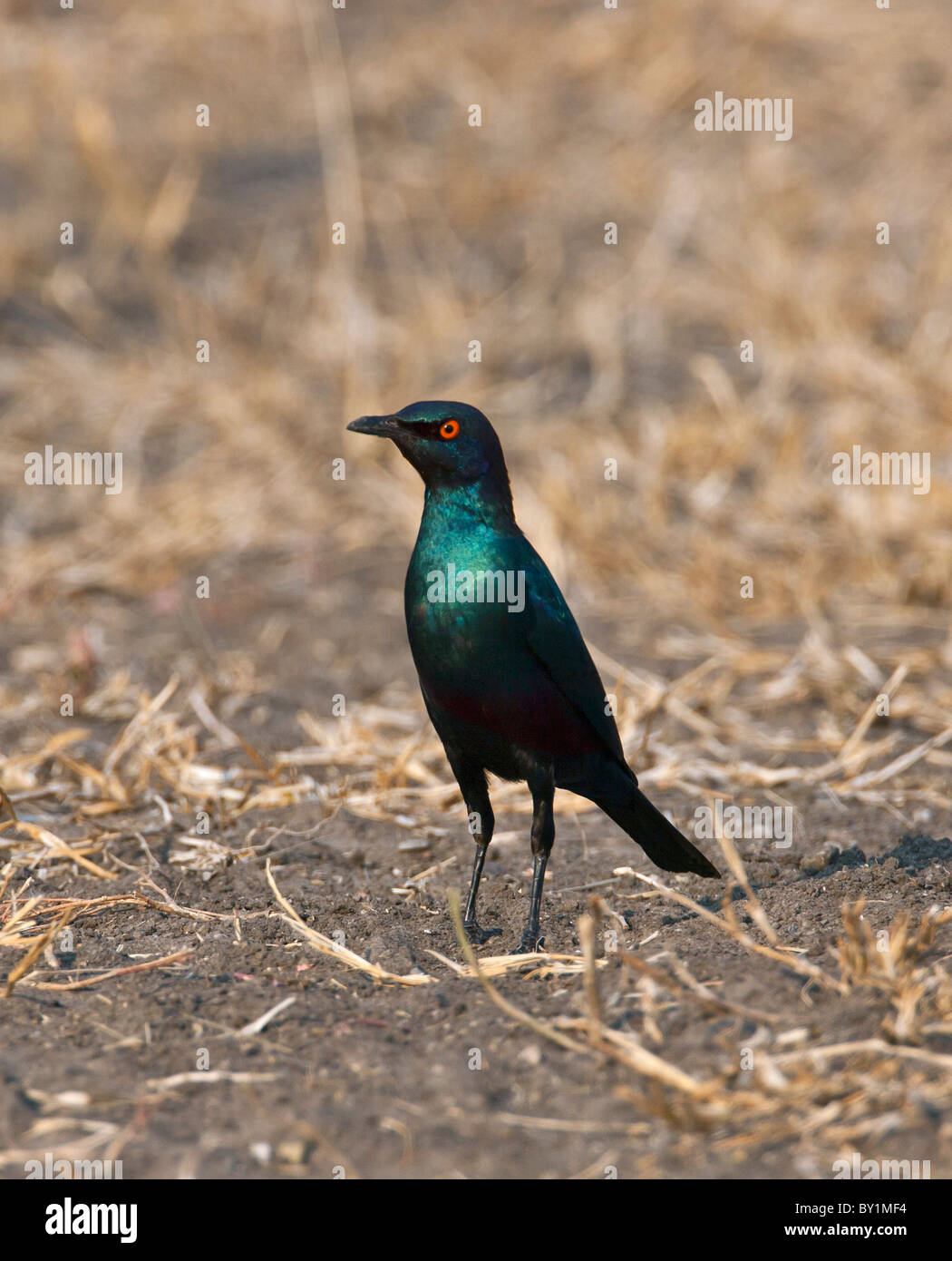 Una Sharp-tailed starling in Riserva Selous. Foto Stock