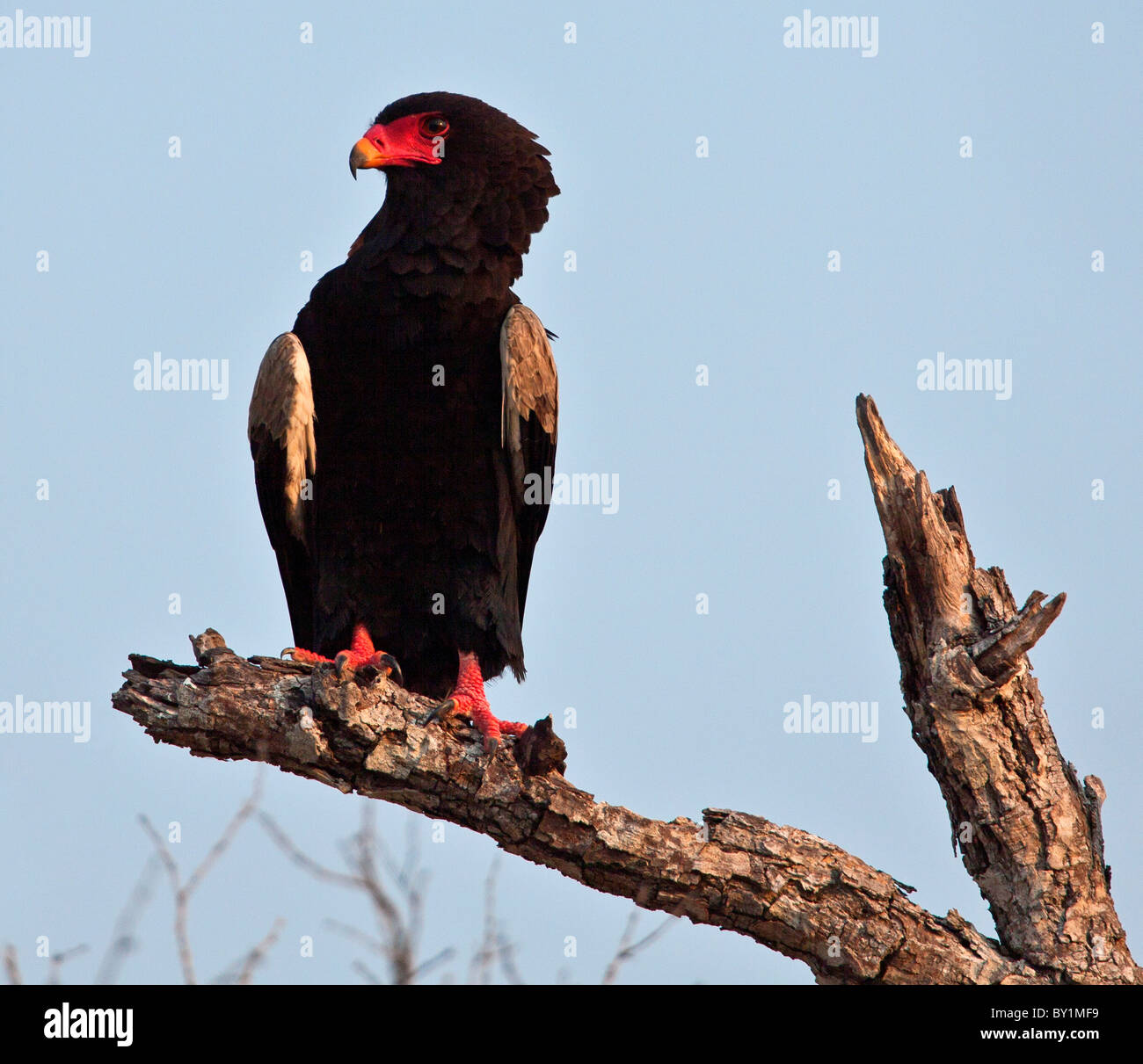 Un Bateleur eagle nella Riserva Selous. Foto Stock