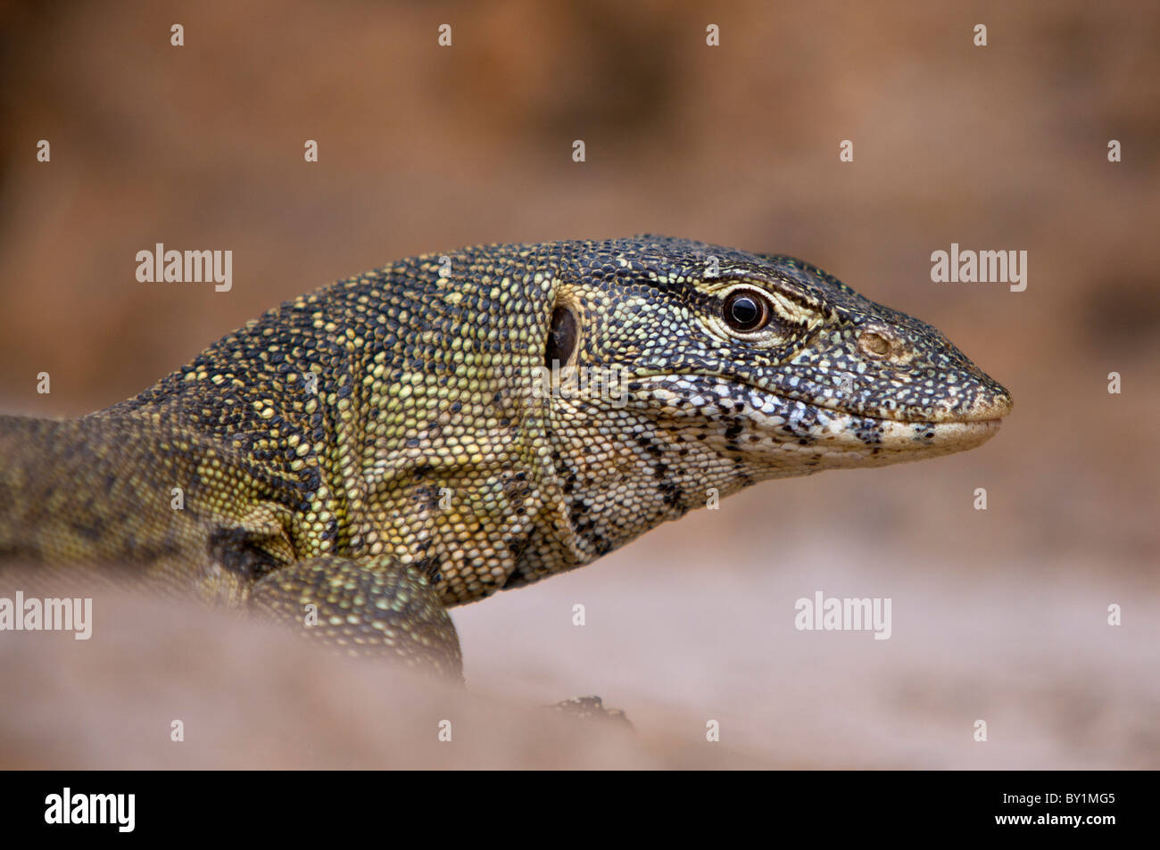 Un monitor lizard sulle rive del fiume Rufiji in Riserva Selous. Foto Stock