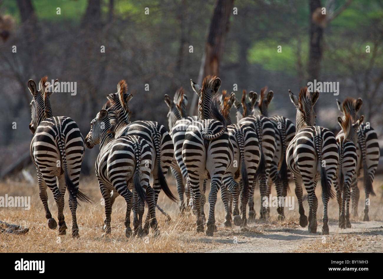 Una mandria di zebre comune in movimento nella boccola secco paese della Riserva Selous. Foto Stock