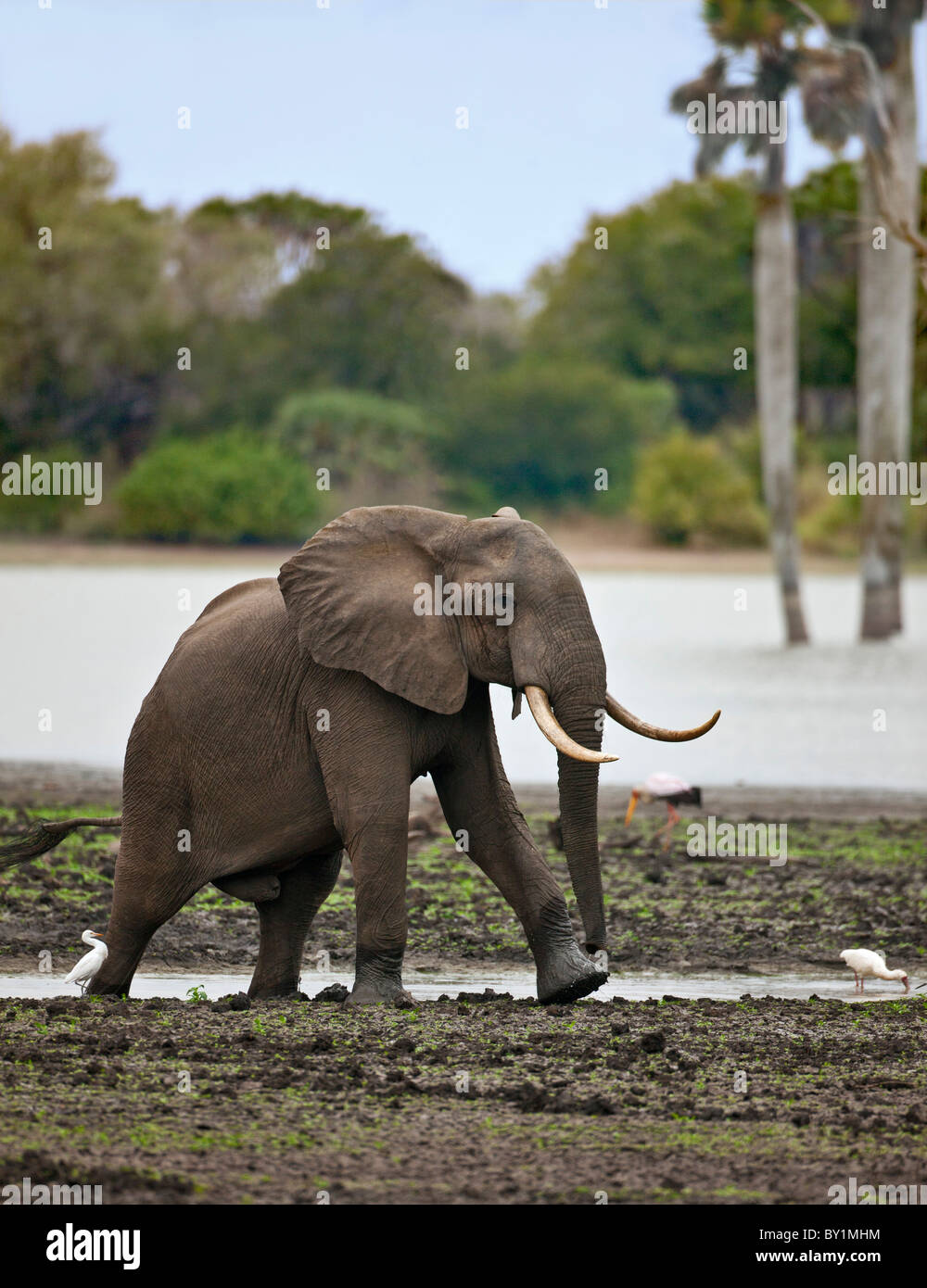 Un elefante in prossimità del fiume Rufiji in Riserva Selous. Foto Stock