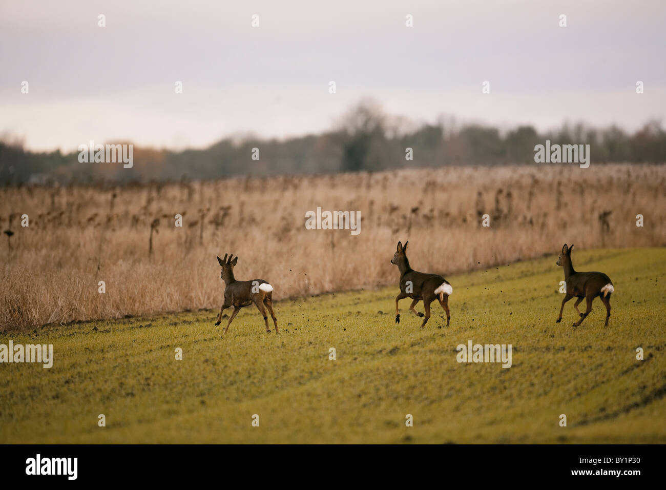 Il capriolo Capreolus capreolus famiglia acceso per coprire, East Yorkshire, Regno Unito Foto Stock