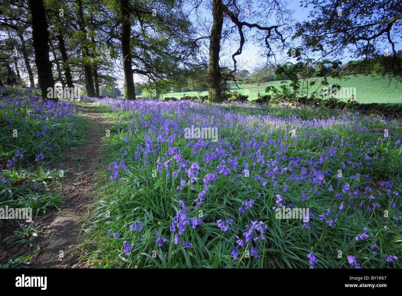 Un percorso attraverso una Bluebell legno in Charnwood Forest, Leicestershire Foto Stock