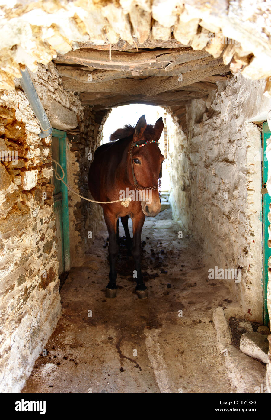 Asino nelle strette stradine di collina Komiaki village Foto Stock