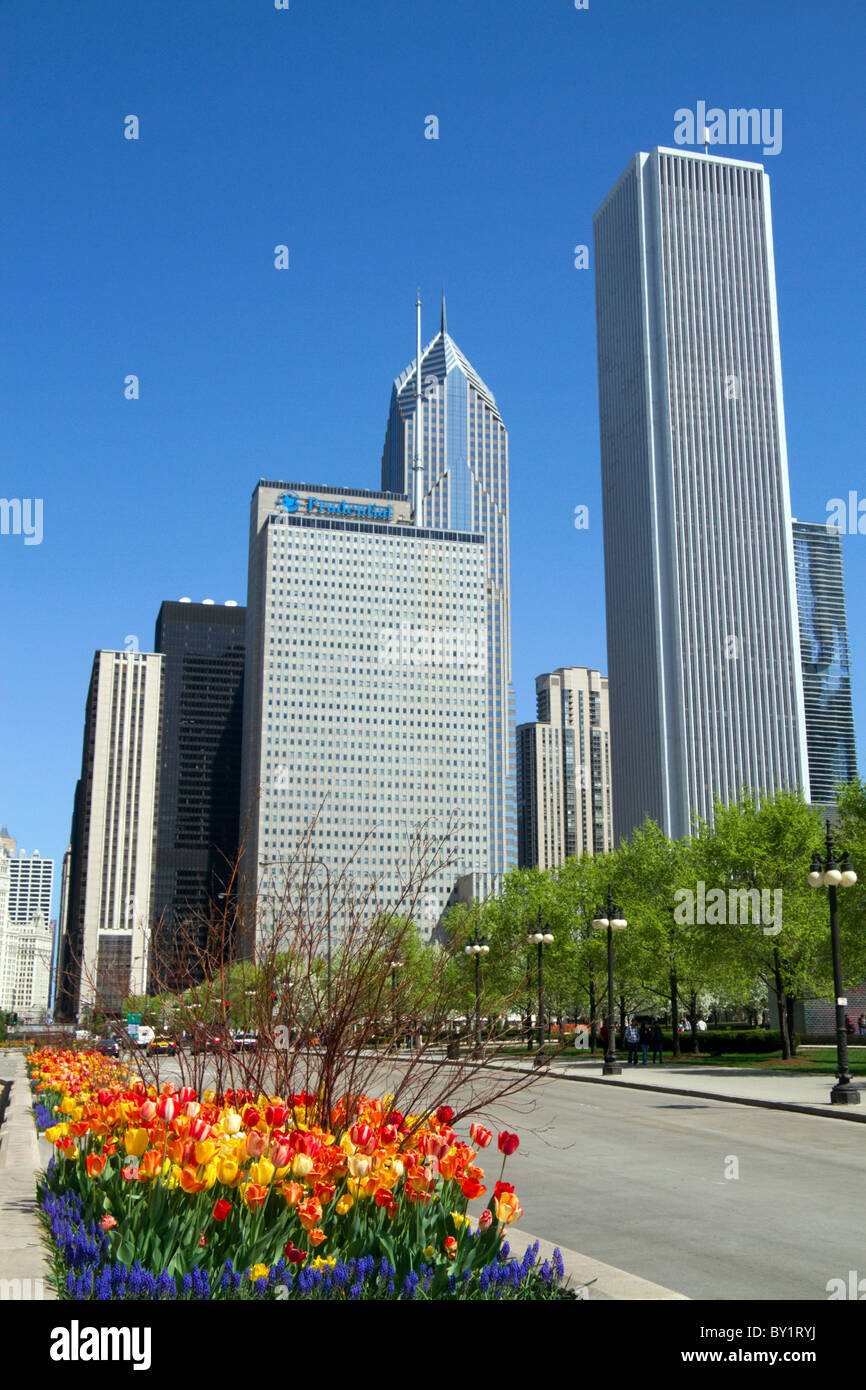 I tulipani in fiore al Millennium Park di Chicago, Illinois, Stati Uniti d'America. Foto Stock