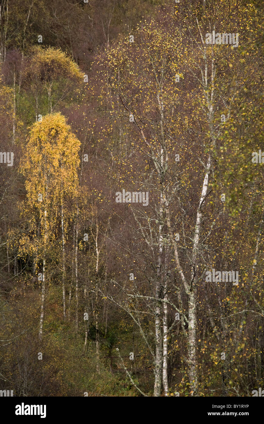 Argento Betulla, Queen Elizabeth Forest Park. Trossachs, Stirlingshire, Scozia Foto Stock