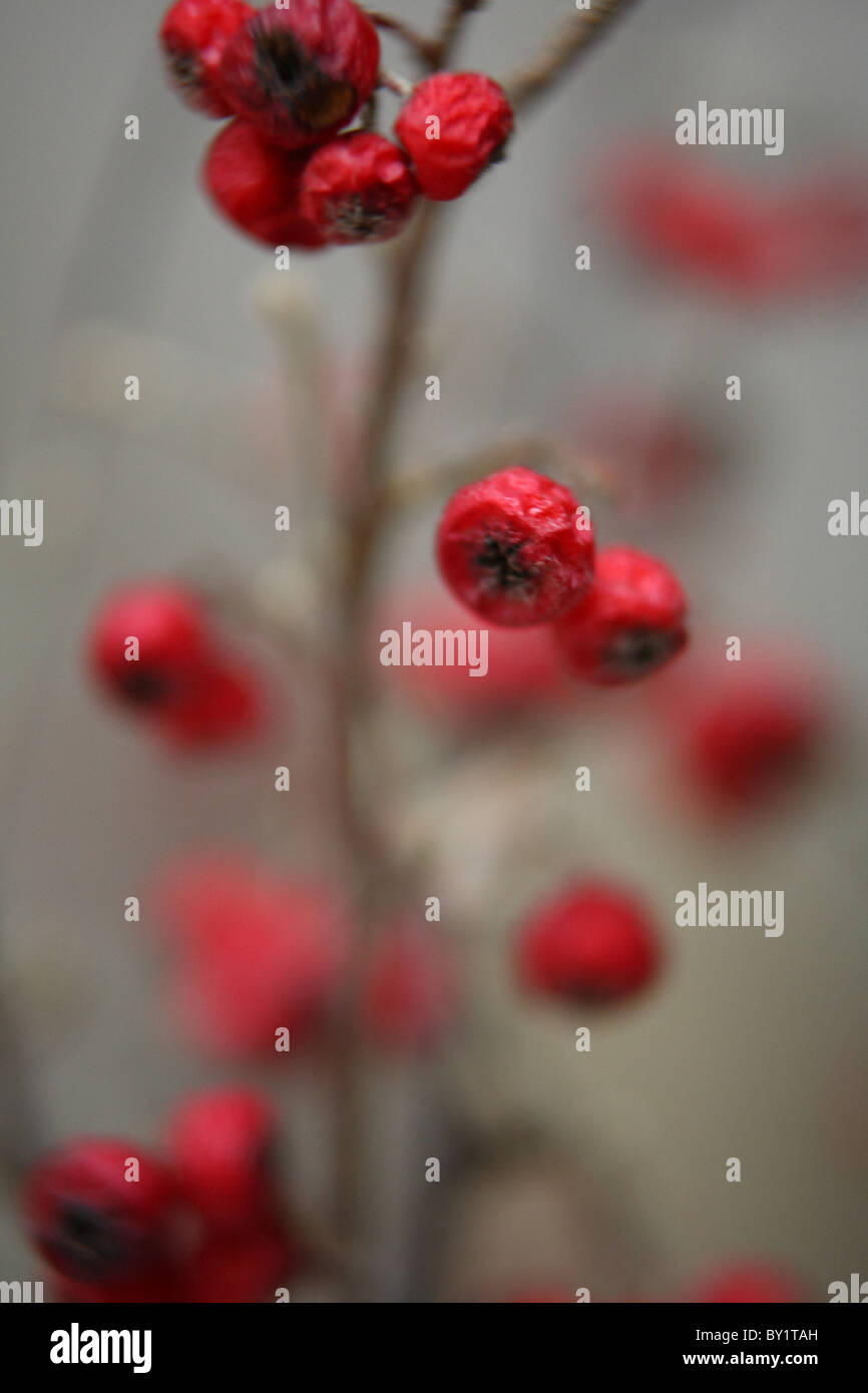 Bacche rosse Foto Stock