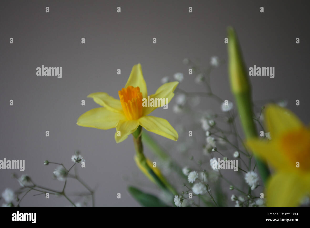 Gypsophila e narcisi Foto Stock