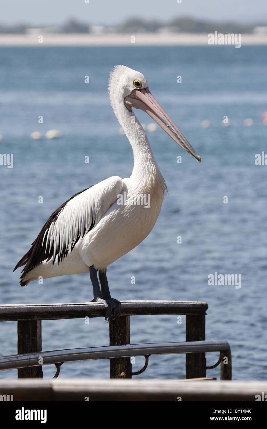 Pellicano australiano (Pelecanus conspicillatus) seduto su una ringhiera presso la costa Australiana. Foto Stock