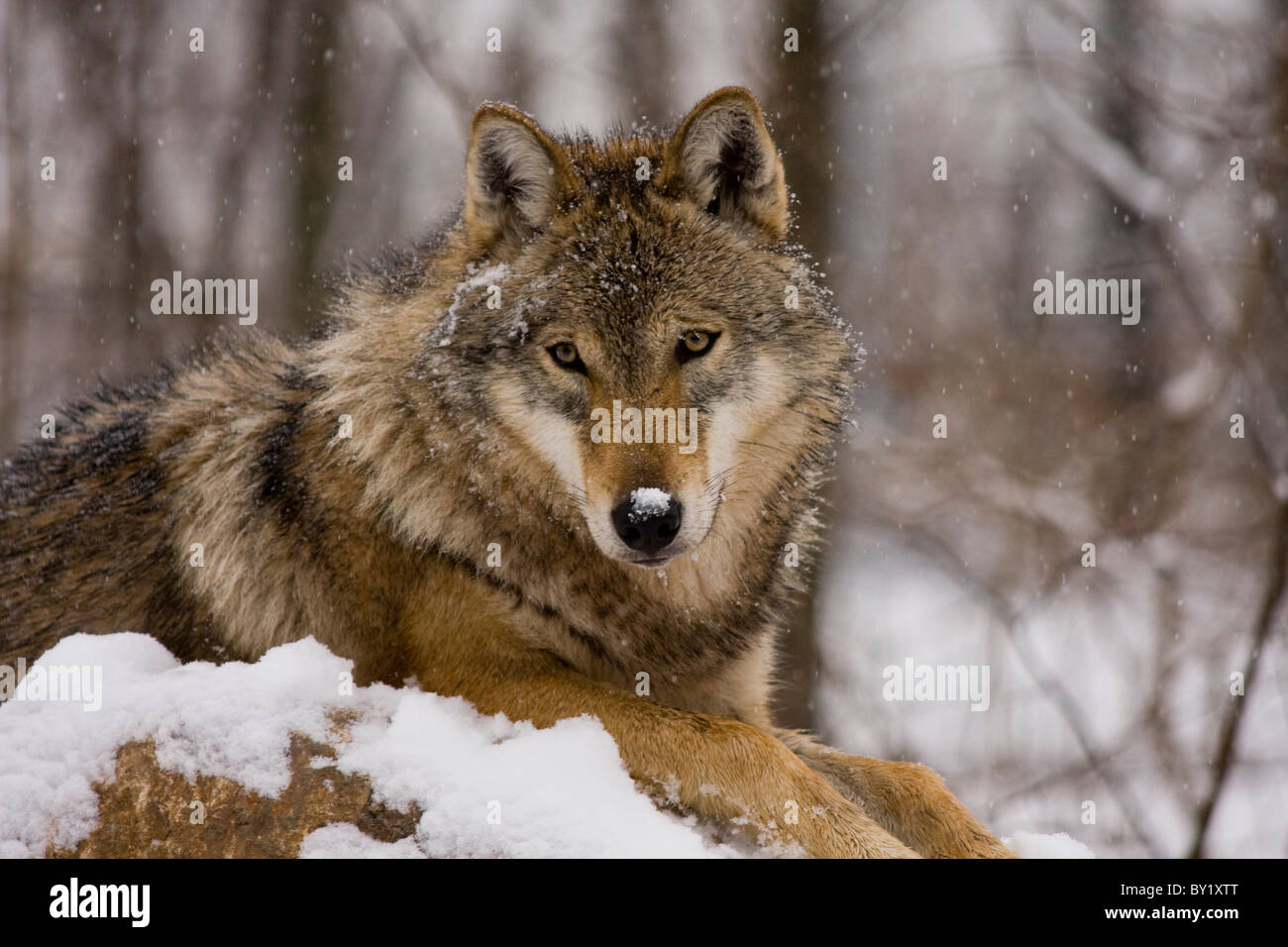Unione lupo (Canis lupus lupus) Foto Stock
