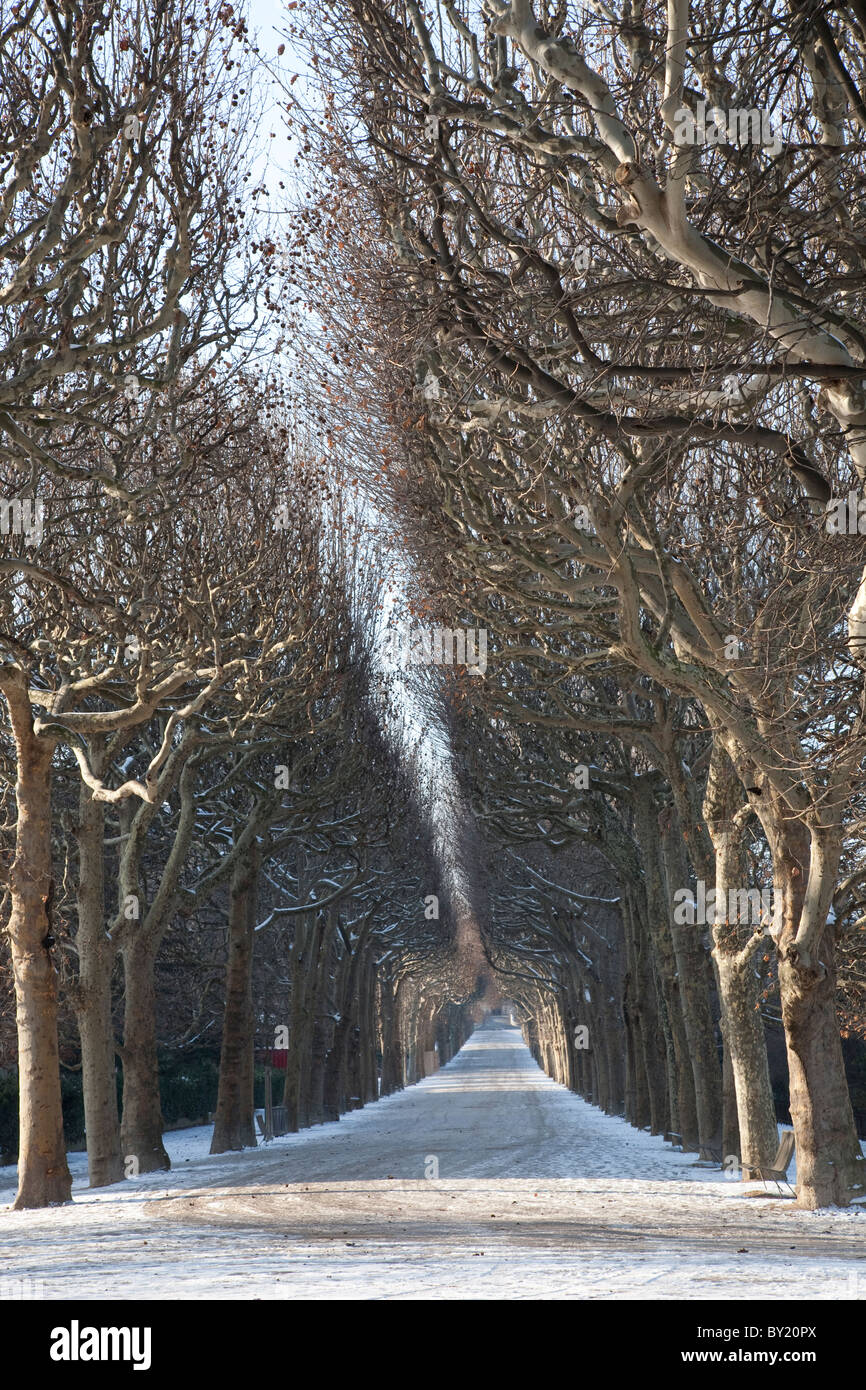 Viale alberato percorso nel Jardin des Plantes Park, Parigi, Francia Foto Stock