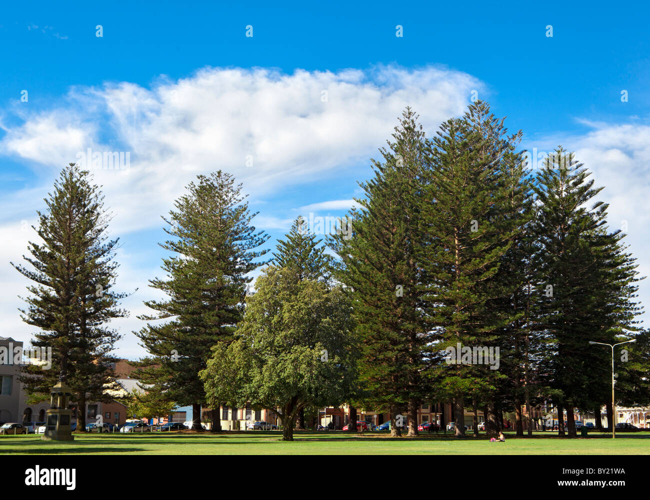 Isola Norfolk Pines (Araucaria heterophylla) cresce nel parco Esplanade a Fremantle, Perth, Western Australia Foto Stock
