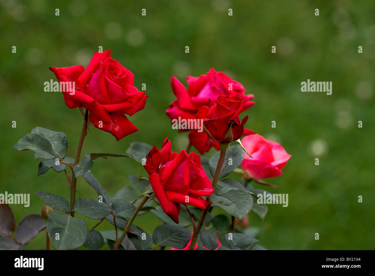 Centenario del giardino delle rose IN OOTY TAMILNADU Foto Stock