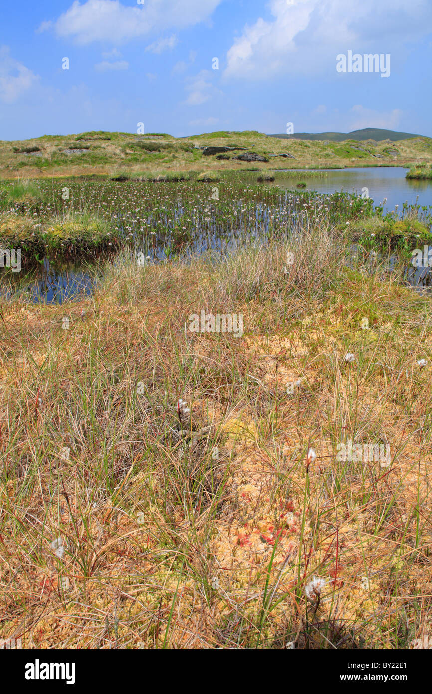 Torbiera habitat con Sundew Bogbean e. Llyn Pen-cor-maen, Ceredigion, Galles. Foto Stock