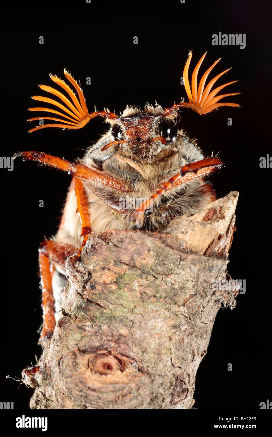Cockchafer maschio scarabeo o Maybug (Melolontha melolontha). Powys, Galles. Foto Stock