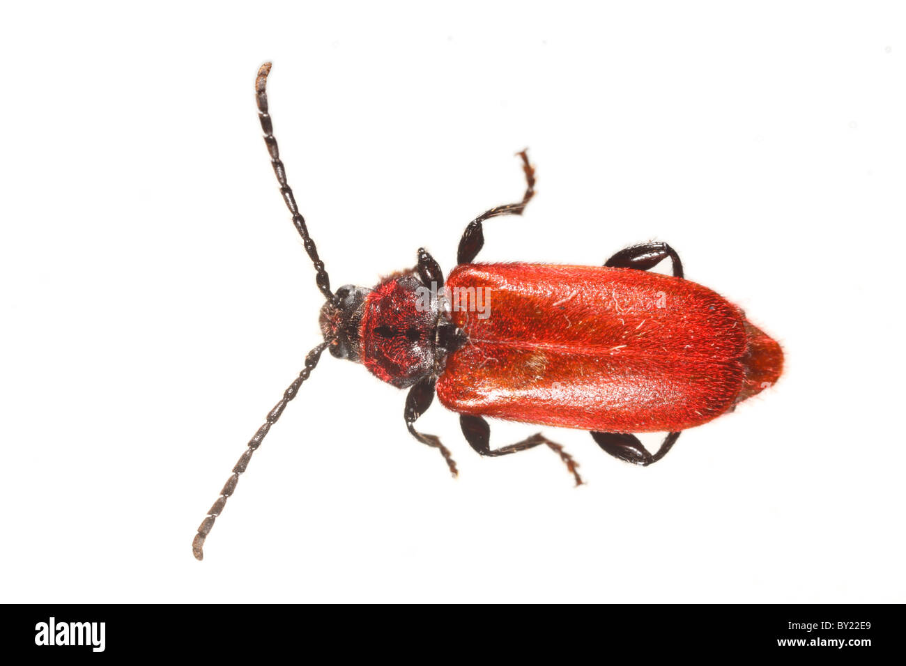 Welsh Oak Longhorn beetle (Pyrrhidium sanguineum). Powys, Galles. Foto Stock