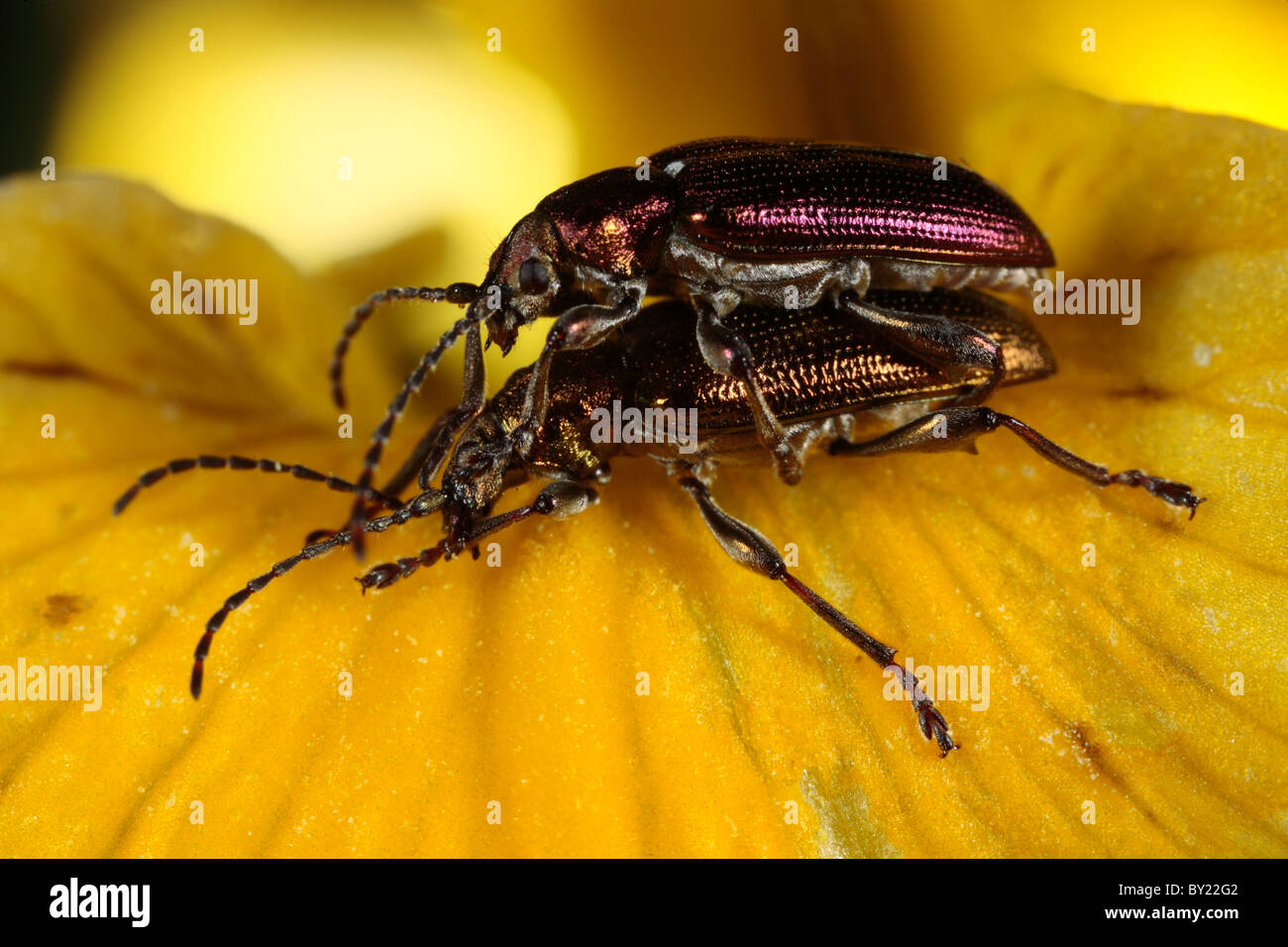 Foglia di accoppiamento coleotteri Donacia vulgaris su una bandiera gialla fiore Iris. Powys, Galles. Foto Stock