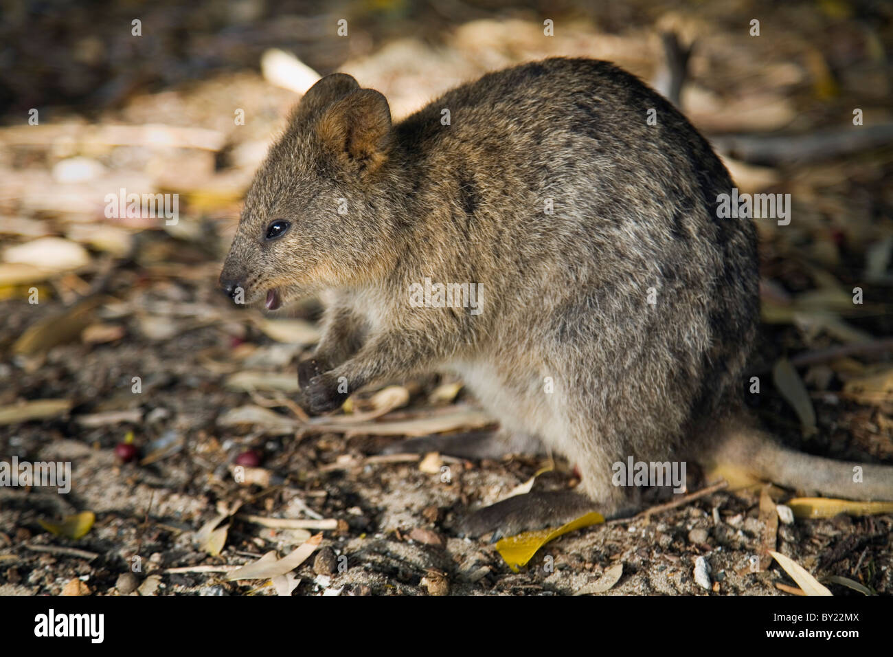 Australia, Australia occidentale, l'Isola di Rottnest. Un Quokka (Setonix brachyurus) - un piccolo marsupiale solo nativo per Rottnest Foto Stock