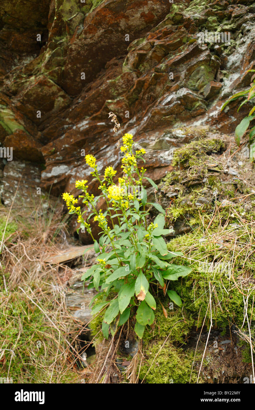 Oro (Solidago virgaurea) crescita e fioritura al di fuori di un affioramento di roccia. Ceredigion, Galles. Foto Stock
