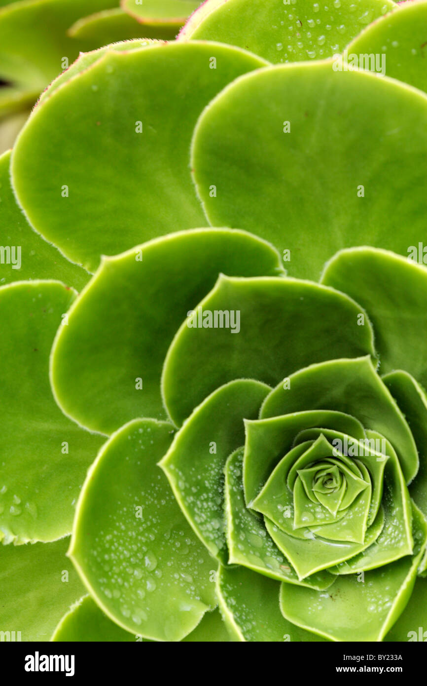 Inghilterra, isole Scilly, Tresco, Abbazia giardino. Dettaglio della rosetta di foglie di una varietà di Aeonium. Foto Stock