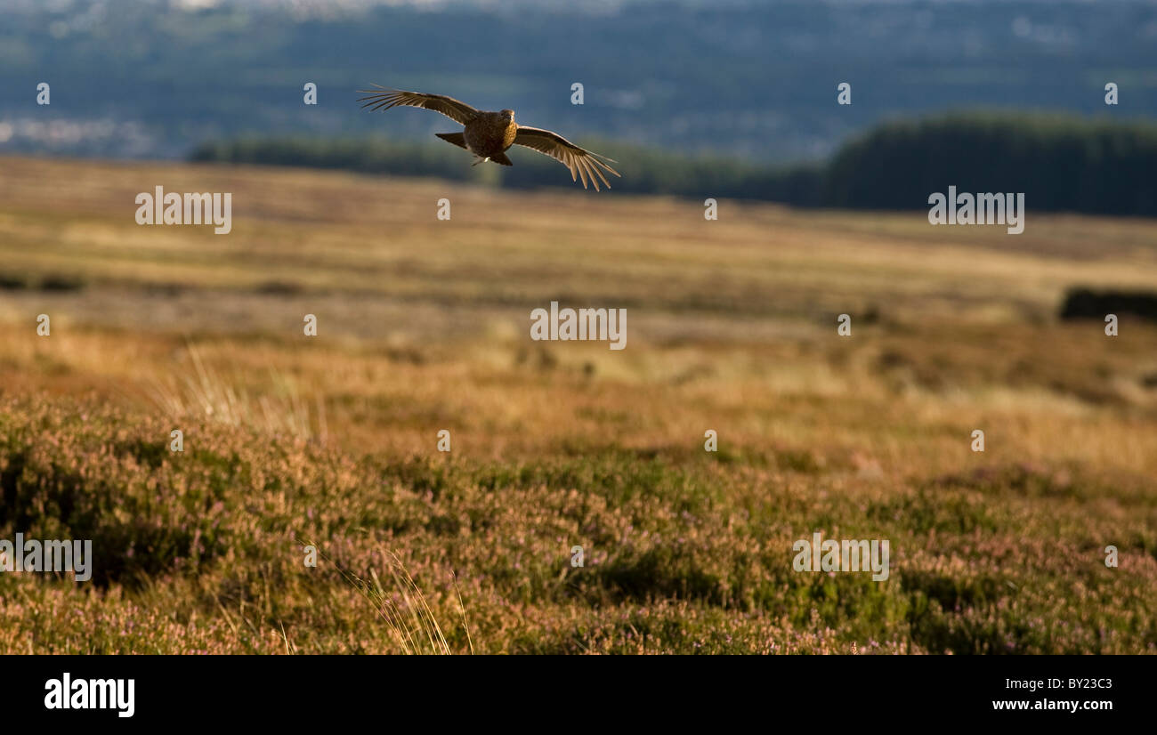 Regno Unito; Yorkshire. Una pernice in volo. Foto Stock