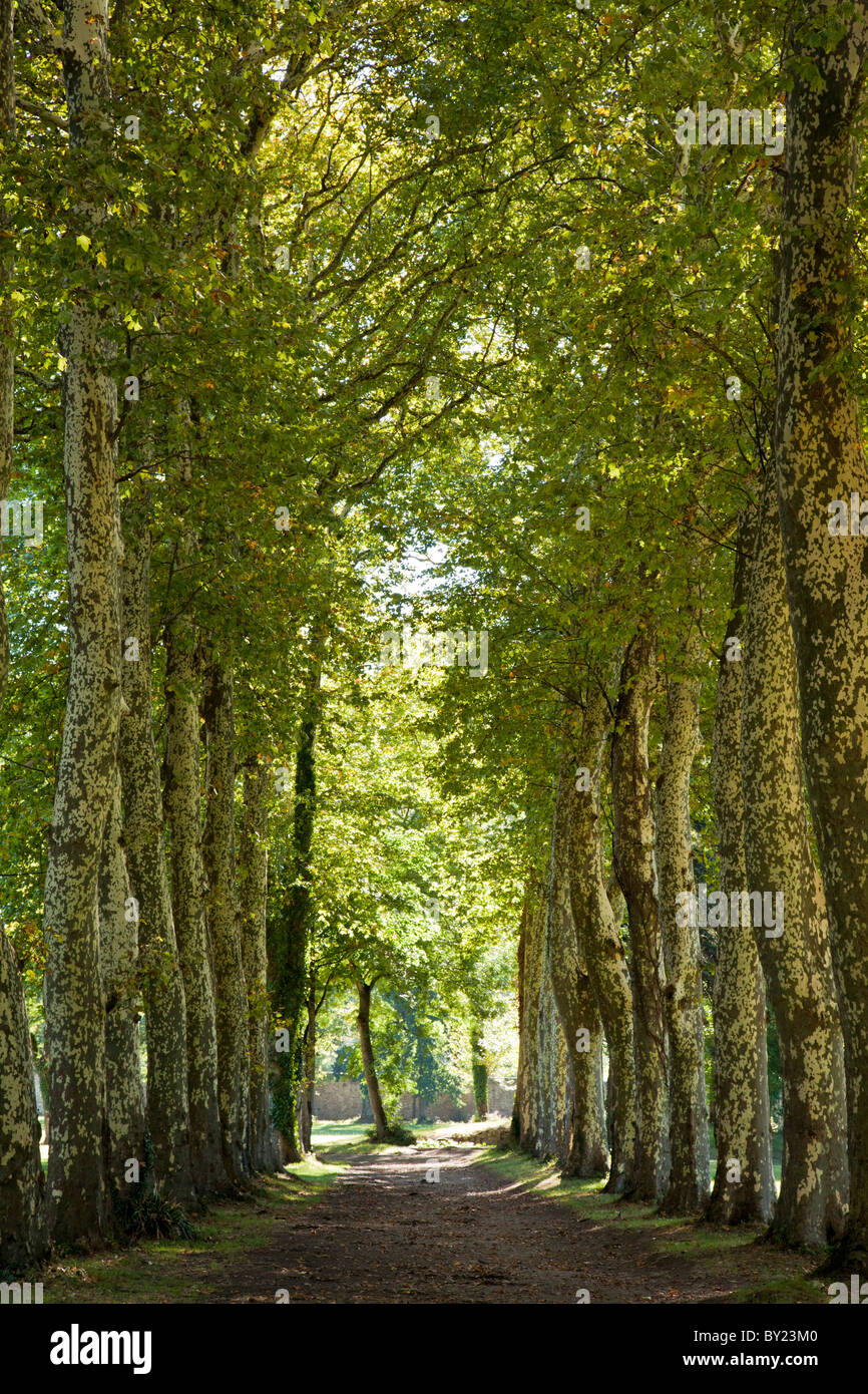 Francia, Tarn, Soreze. Viale di platani, nella motivazione dell'Abbaye Ecole de Soreze. Foto Stock