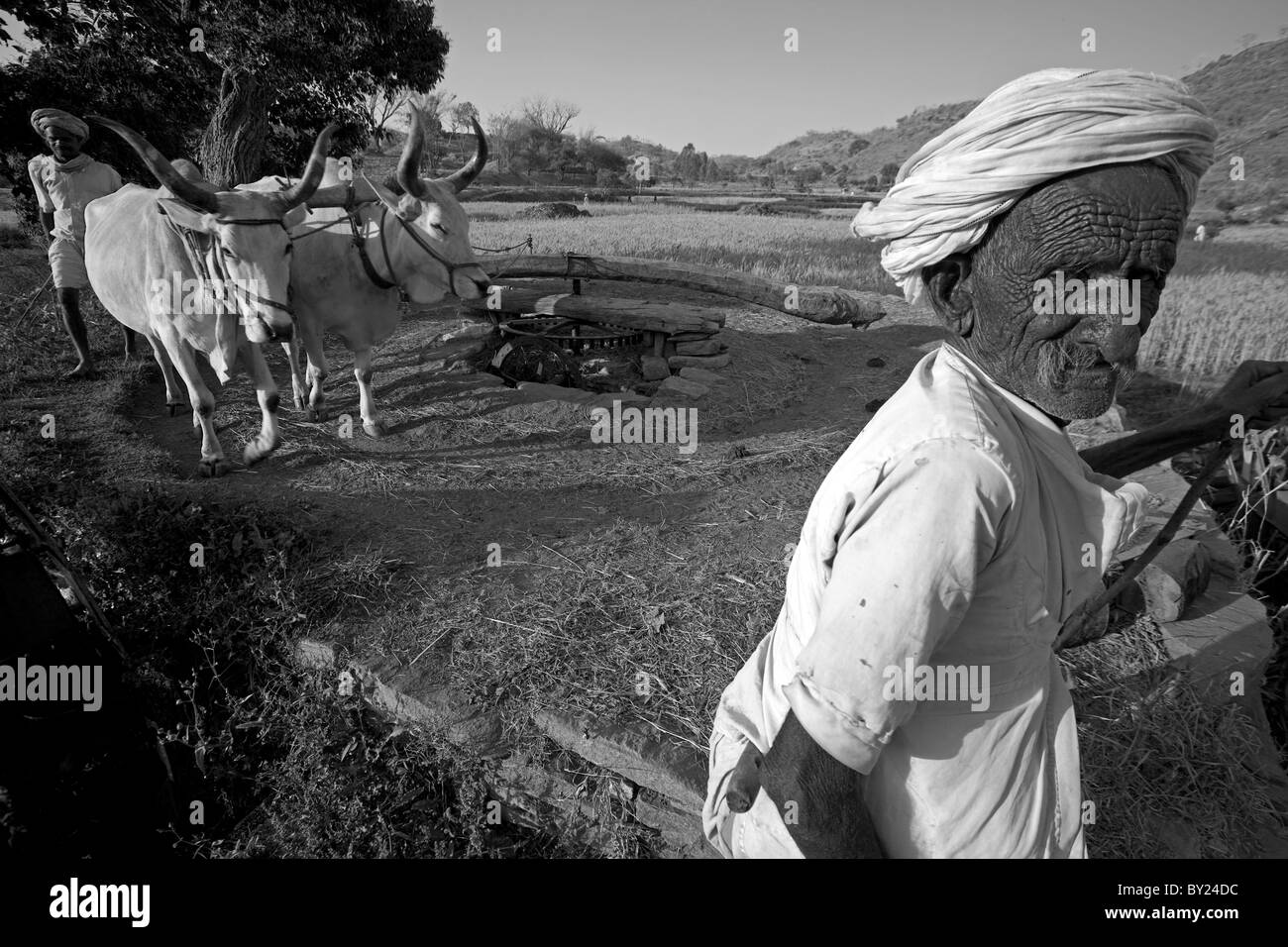 India Rajasthan. Nelle campagne la vita continua come è stato per secoli con un bovino tirato pompa acqua fornendo il Foto Stock