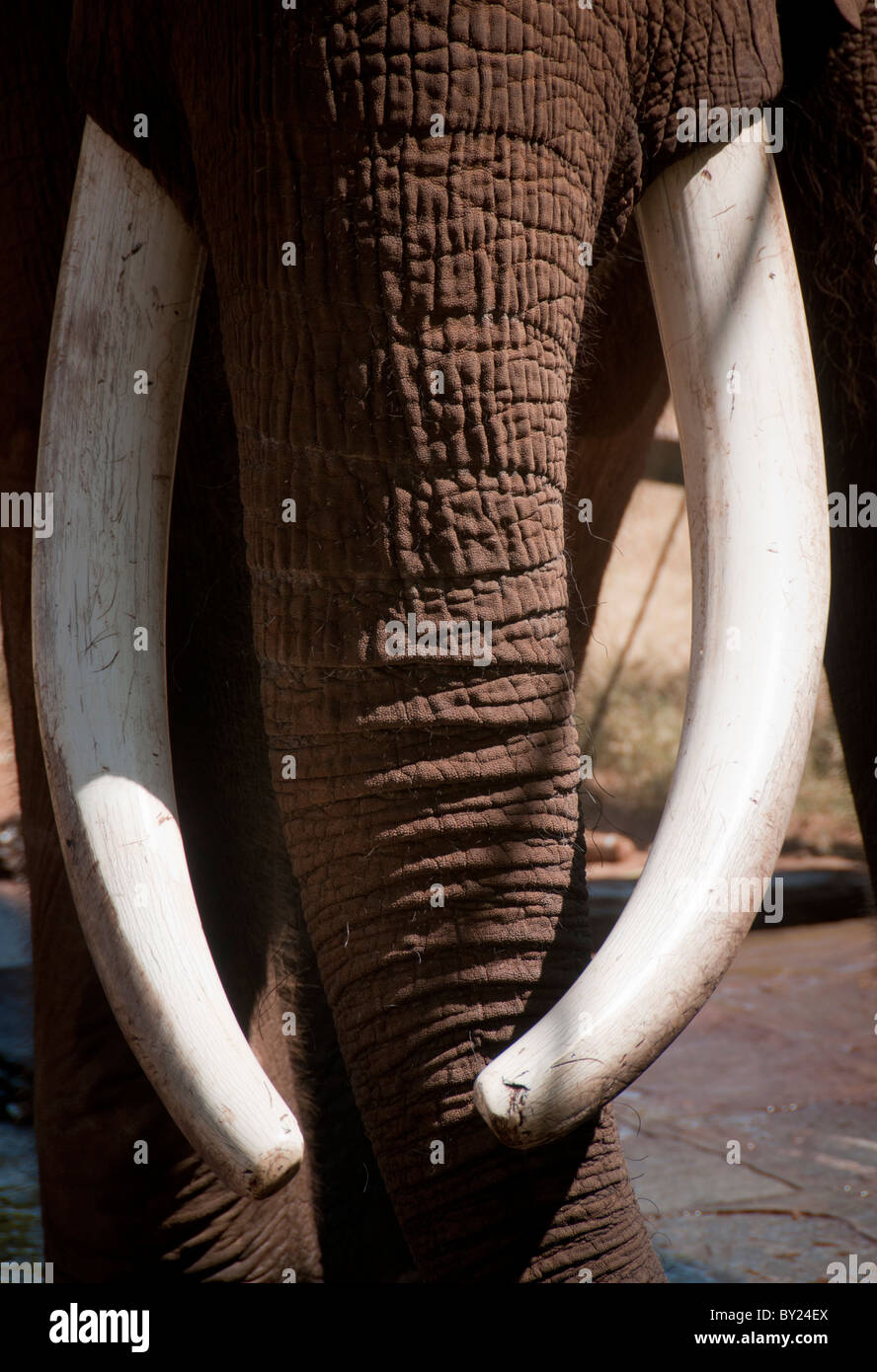 Gli elefanti africani tronco e zanne d'Avorio Foto Stock
